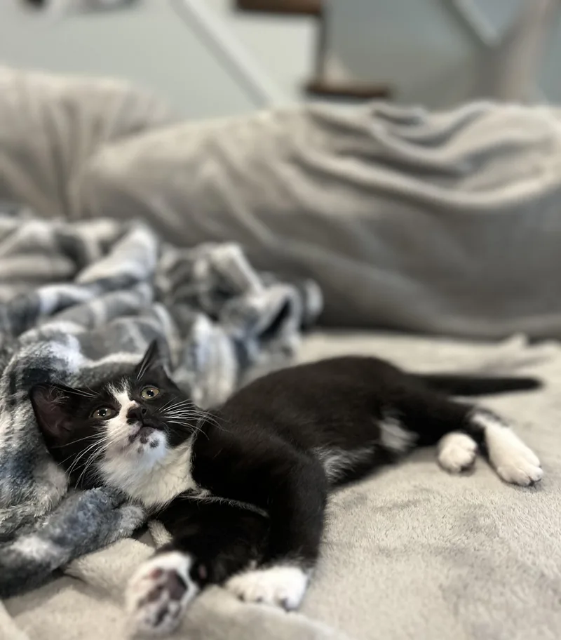 A baby medium-sized female Black & White / Tuxedo Domestic Short Hair cat named Junebug for adoption in Lemoyne, PA