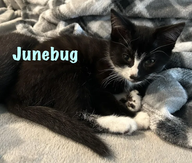 Junebug thumbnail 3