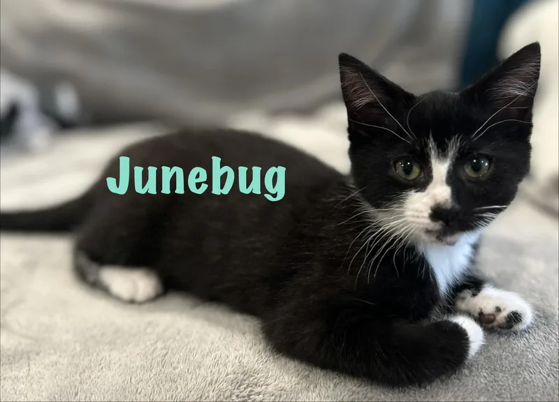 Junebug thumbnail 4