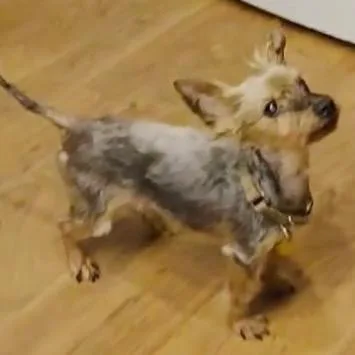 A senior small-sized male Brown / Chocolate Yorkshire Terrier dog named Sparky for adoption in Tunkhannock, PA