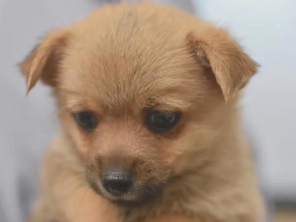 A baby small-sized male Terrier dog named Spotted Towhee for adoption in Portland, OR