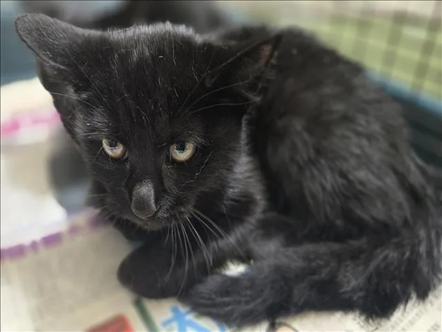 A baby small-sized female Domestic Short Hair cat named Pumpkin for adoption in Los Angeles, CA