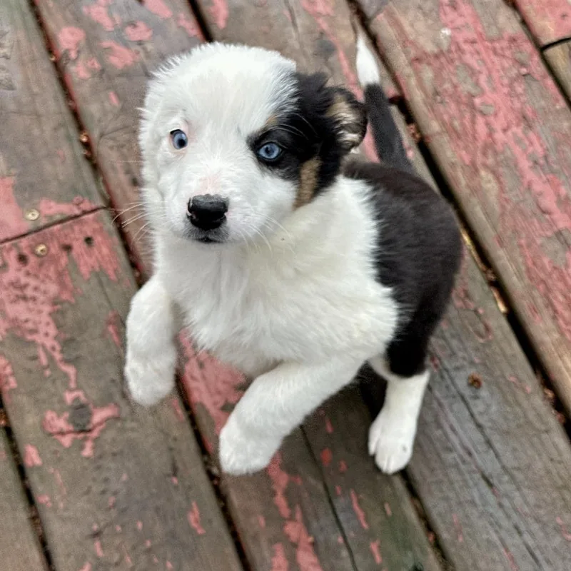 A baby small-sized female Black Australian Shepherd dog named Carys for adoption in Matteson, IL