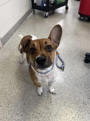 An adult small-sized female Parson Russell Terrier dog named Joy for adoption in Fishers, IN