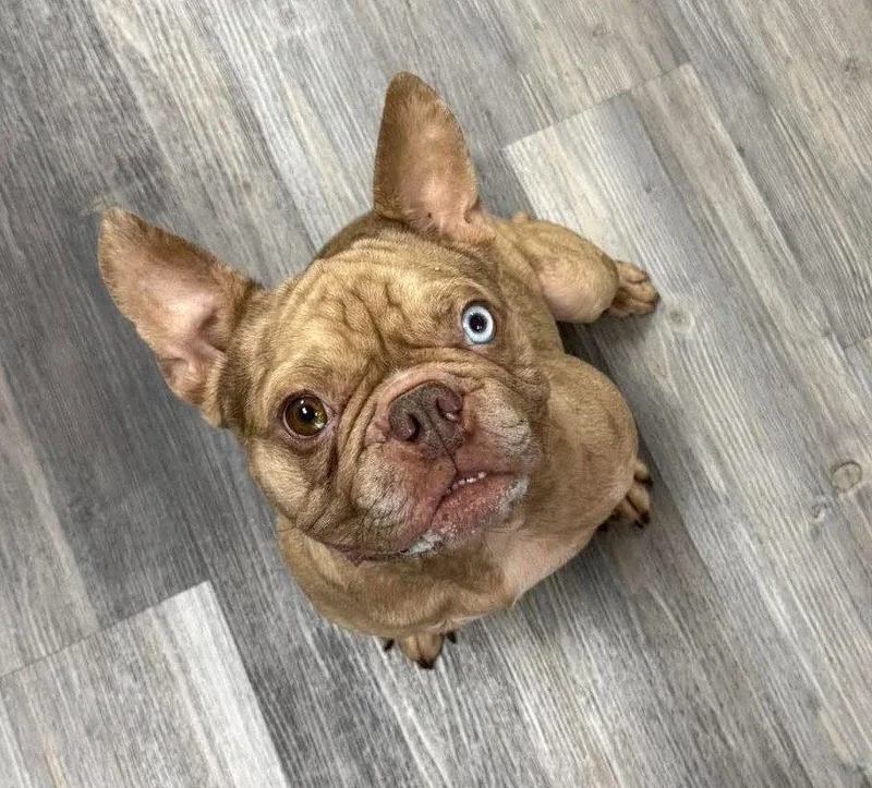 A young medium-sized male French Bulldog dog named Pierre for adoption in Mount Pleasant, SC