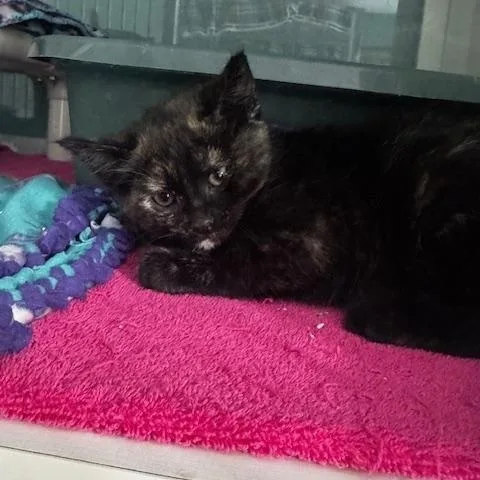 A baby small-sized female Tortoiseshell Domestic Short Hair cat named Zeta for adoption in Hutchinson, MN