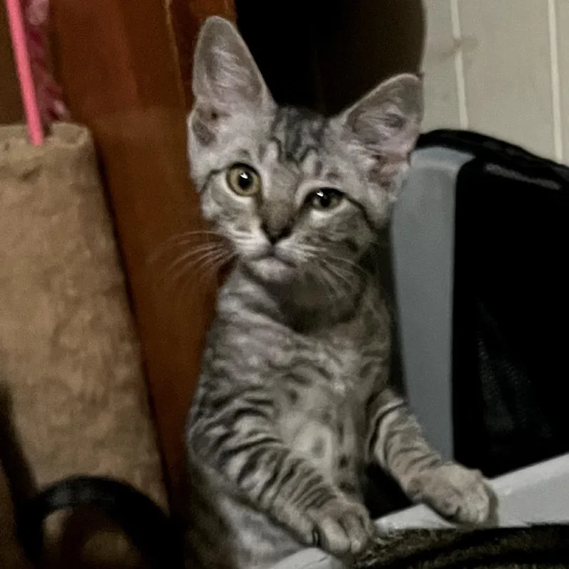A baby small-sized male Gray / Blue / Silver Domestic Short Hair cat named Silver Surfer for adoption in Centerville, TN