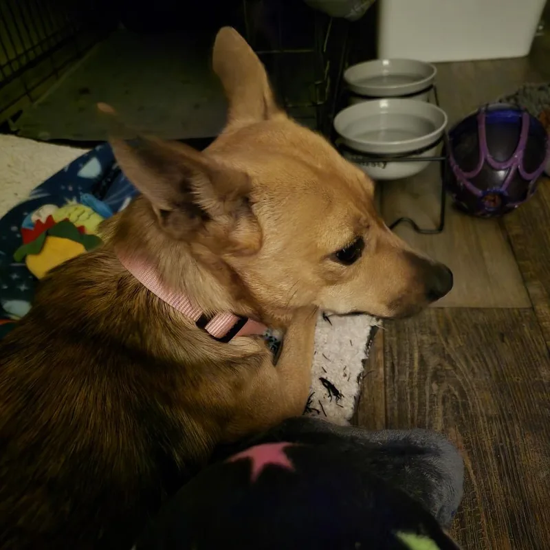 Elide Lochan thumbnail 3