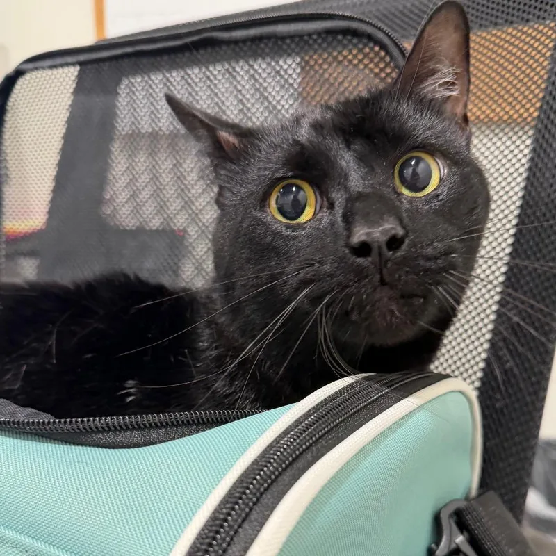An adult large-sized male Black Domestic Short Hair cat named Knox for adoption in Tampa, FL