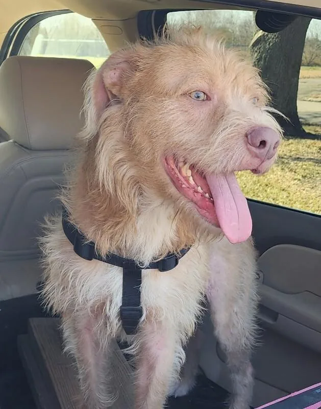 An adult medium-sized male Yellow / Tan / Blond / Fawn Spinone Italiano dog named Archabald for adoption in Houston, TX