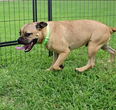 A young small-sized male Black Pug dog named Gizmo for adoption in Liverpool, TX