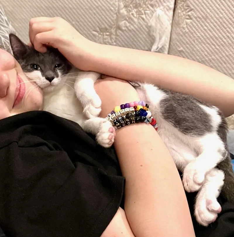 A baby medium-sized female Gray & White Domestic Short Hair cat named Okra for adoption in Rixeyville, VA