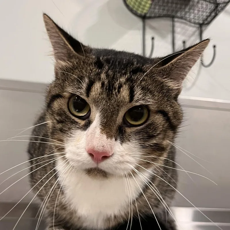 An adult large-sized male Black Domestic Short Hair cat named Barrel for adoption in Washburn, MO