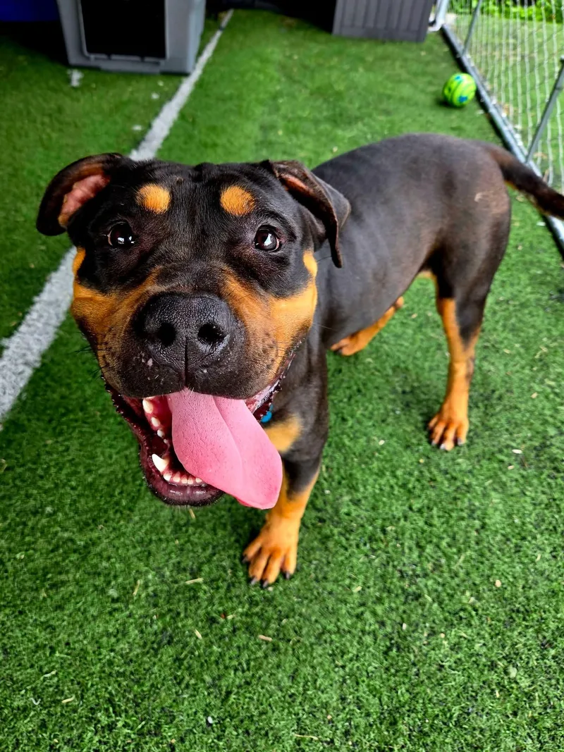 A young large-sized female Rottweiler dog named Ursula for adoption in Warren, OH