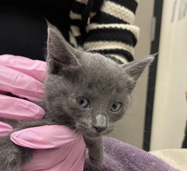 A baby small-sized female Domestic Short Hair cat named Mashed Potato for adoption in El Cajon, CA
