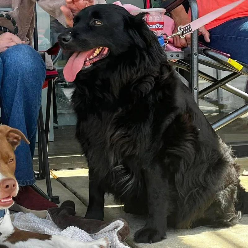 Raven  Black Beauty! thumbnail 2