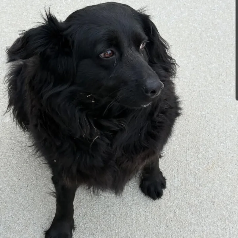 Raven  Black Beauty! thumbnail 3