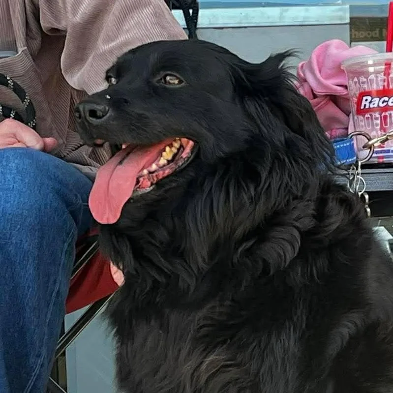 Raven  Black Beauty! thumbnail 4