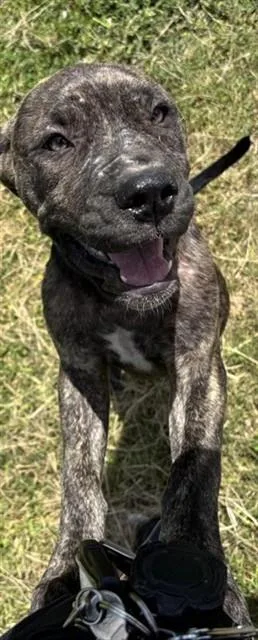 A baby small-sized male Plott Hound dog named A for adoption in Houston, TX