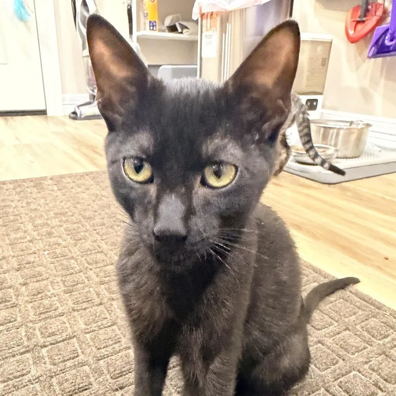 A baby medium-sized male American Shorthair cat named Echo for adoption in Wadena, MN