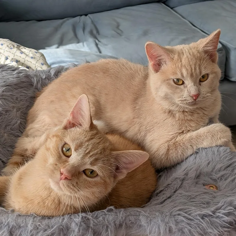 Blossom and Rosie thumbnail 4