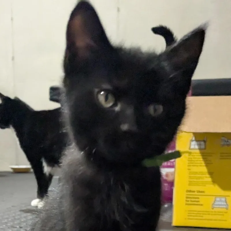 A baby small-sized male Black Domestic Short Hair cat named Benito for adoption in Carmel, IN
