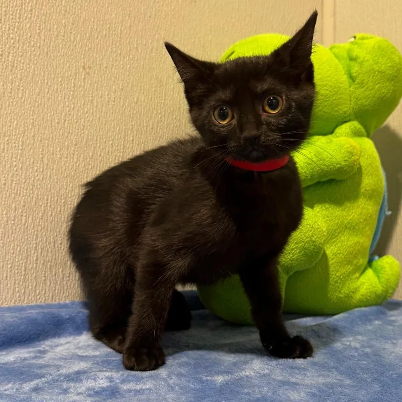 A baby small-sized female Black Domestic Short Hair cat named Kate for adoption in Tampa, FL