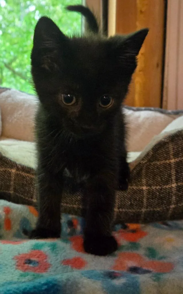 A baby medium-sized male Domestic Short Hair cat named Spongebob for adoption in Brainardsville, NY