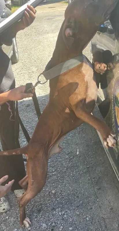 An adult medium-sized male Red / Chestnut / Orange Mixed Breed dog named Baby Seal for adoption in Cincinnati, OH