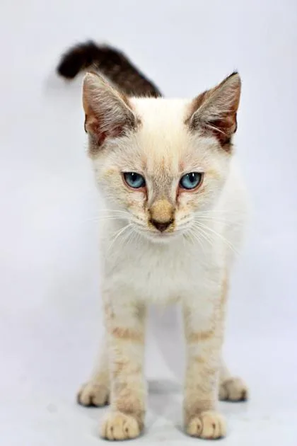 A baby small-sized male Domestic Short Hair cat named Damon for adoption in Morton Grove, IL