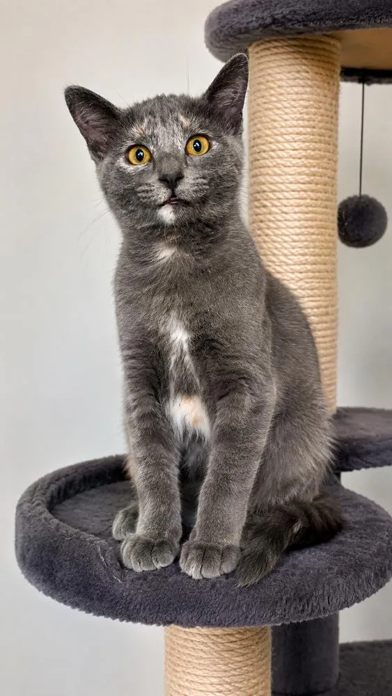 A baby small-sized female Tortoiseshell Domestic Short Hair cat named Chili for adoption in Calimesa, CA