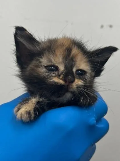 A baby small-sized female Domestic Short Hair cat named Jess for adoption in Hartsville, SC