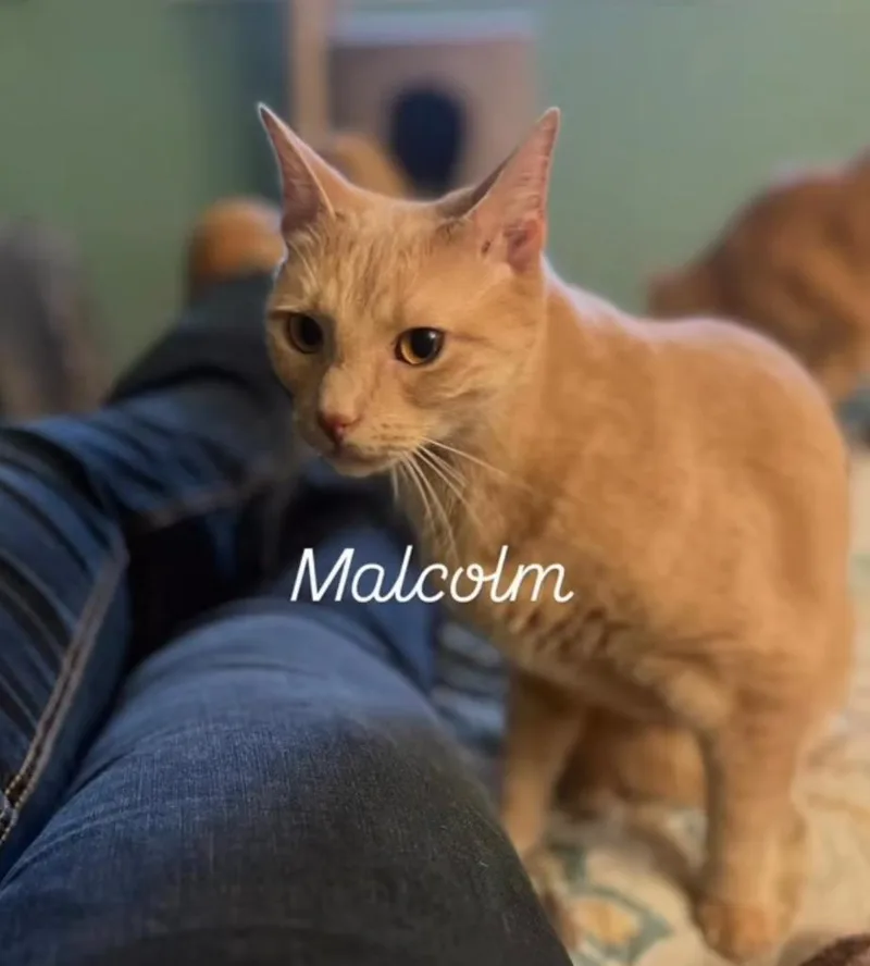 Cake Batter Aka Malcolm thumbnail 2