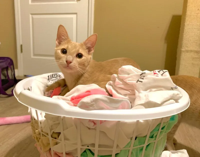 Cake Batter Aka Malcolm thumbnail 3