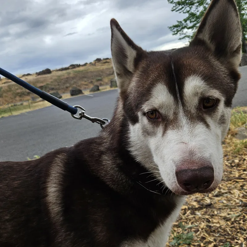 An adult large-sized male Red / Chestnut / Orange Alaskan Malamute dog named Hugo for adoption in The Dalles, OR