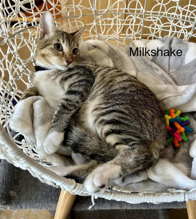 A young small-sized male Domestic Short Hair cat named Milkshake for adoption in Winter Garden, FL