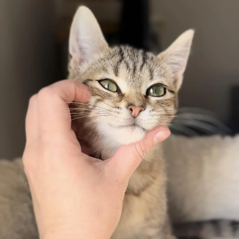 Hot Pocket thumbnail 2