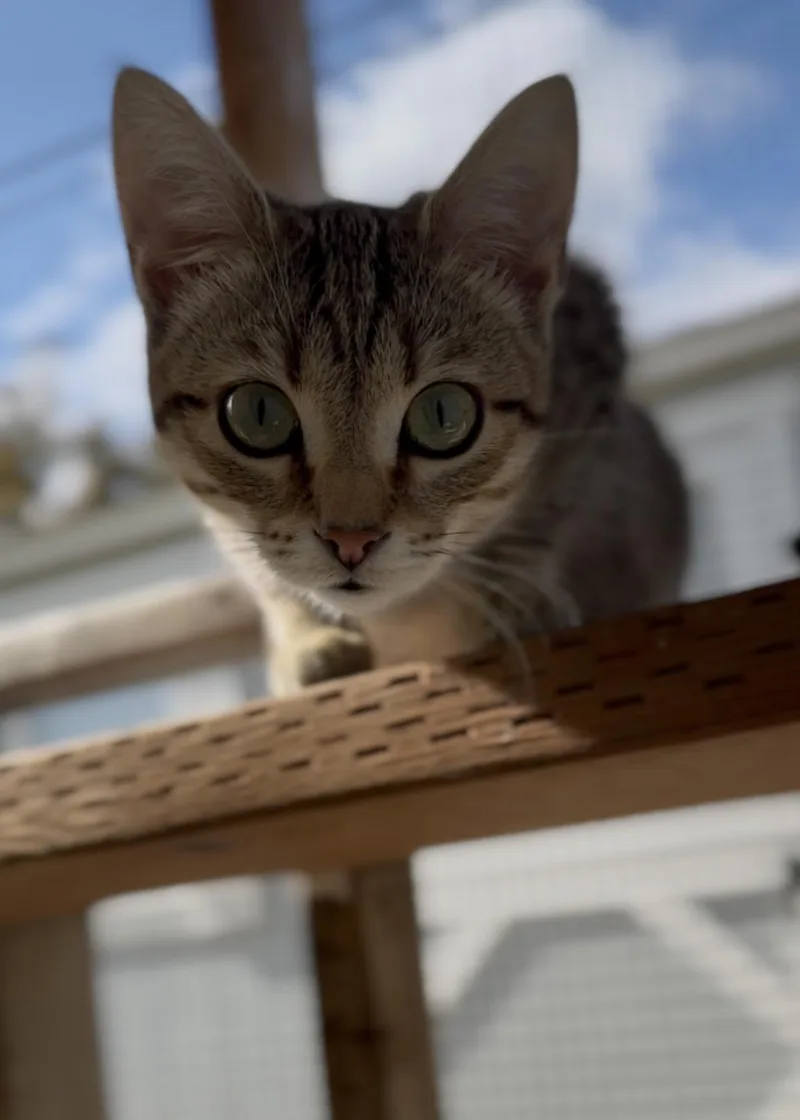 Hot Pocket thumbnail 3