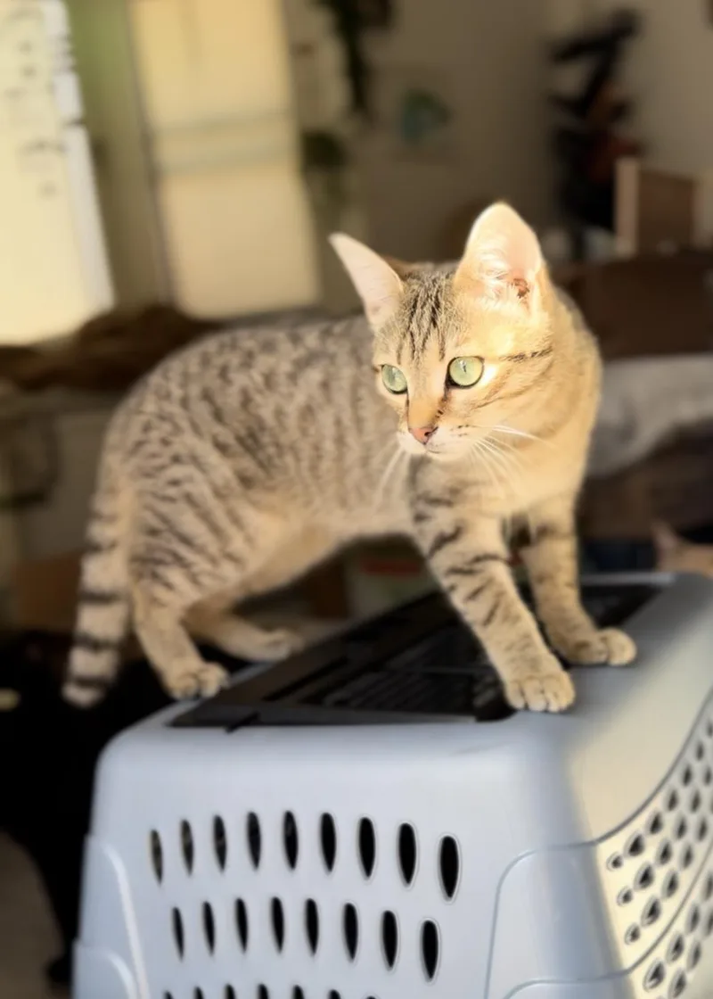 Hot Pocket thumbnail 4