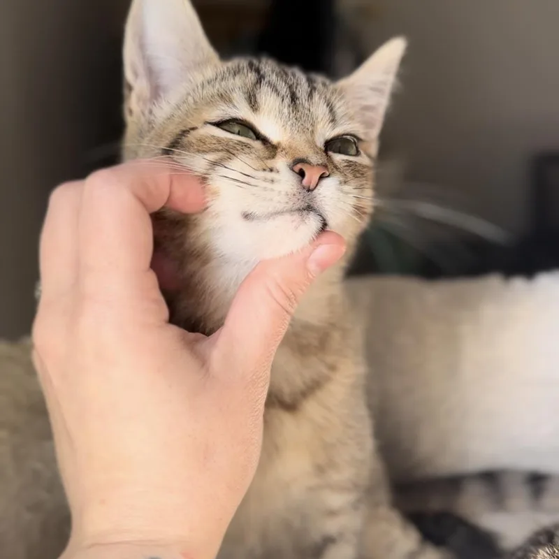 Hot Pocket thumbnail 5