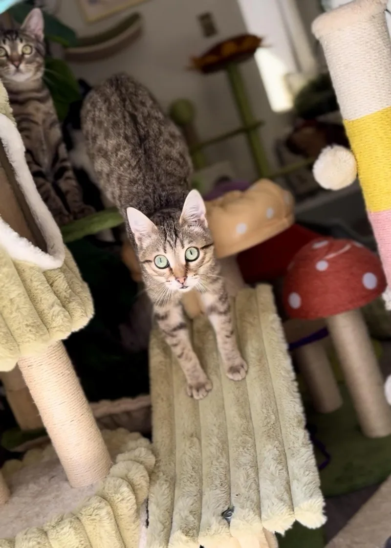 Hot Pocket thumbnail 6