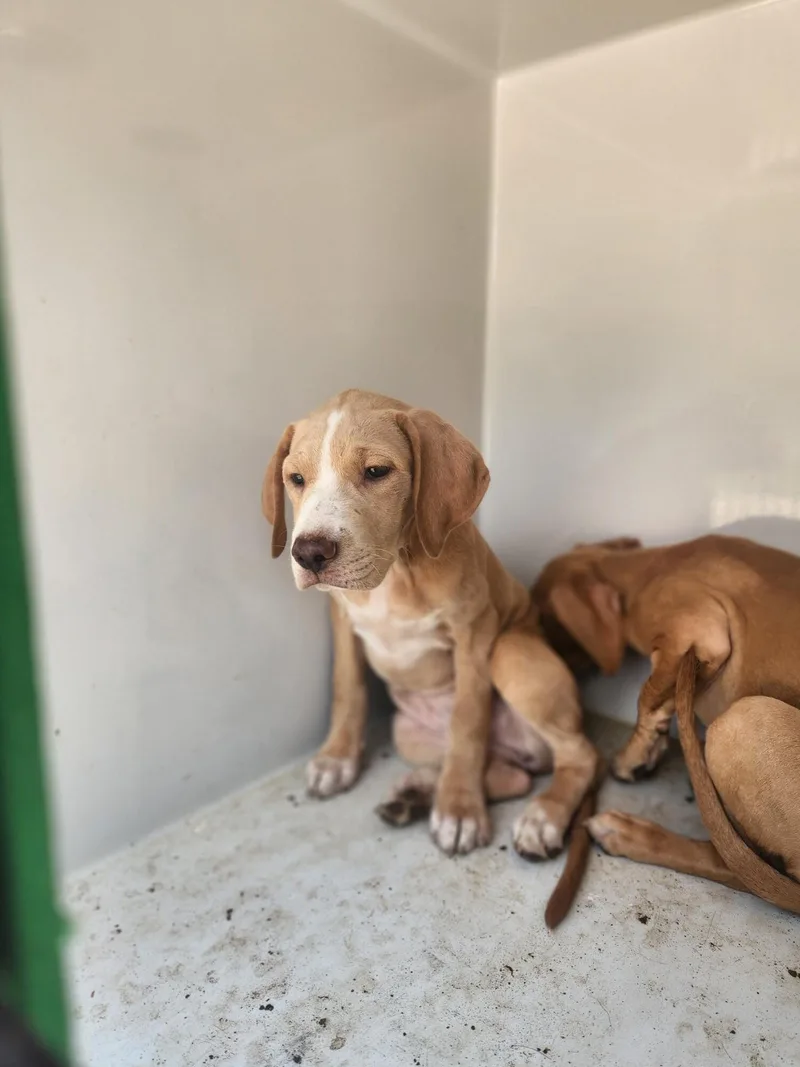 A young medium-sized female Yellow / Tan / Blond / Fawn Mixed Breed dog named Ivory for adoption in Mobile, AL