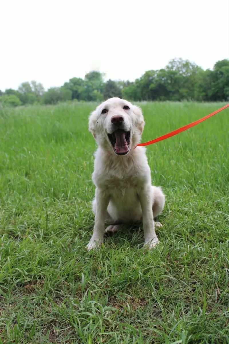 A young medium-sized female Mixed Breed dog named Blondie for adoption in Davenport, IA