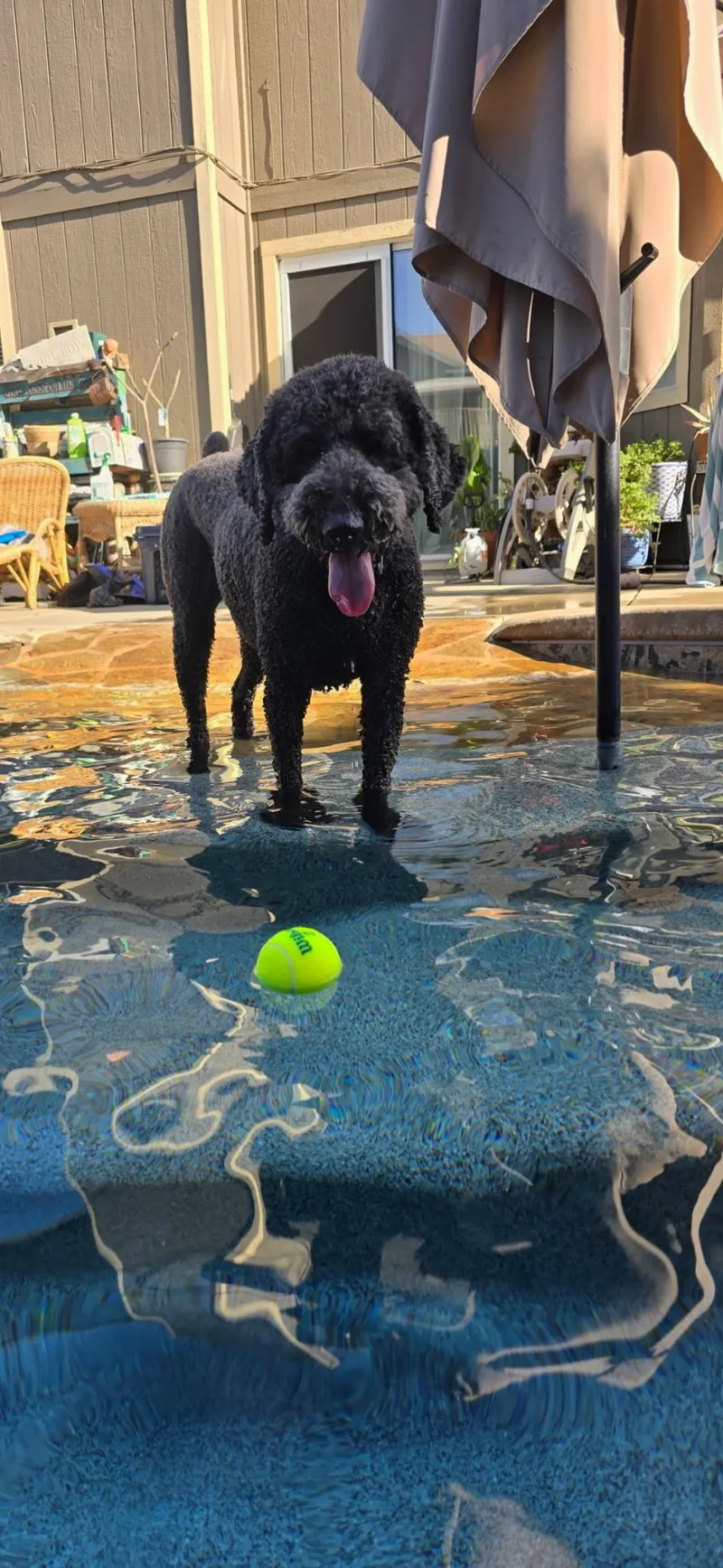 An adult medium-sized female Black Standard Poodle dog named Misha for adoption in Lodi, CA
