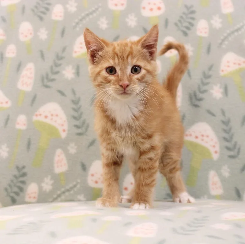 A baby small-sized male Domestic Short Hair cat named Zoshi for adoption in Clinton, SC