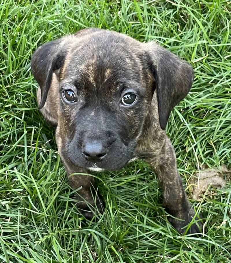 Iv Litter Malt