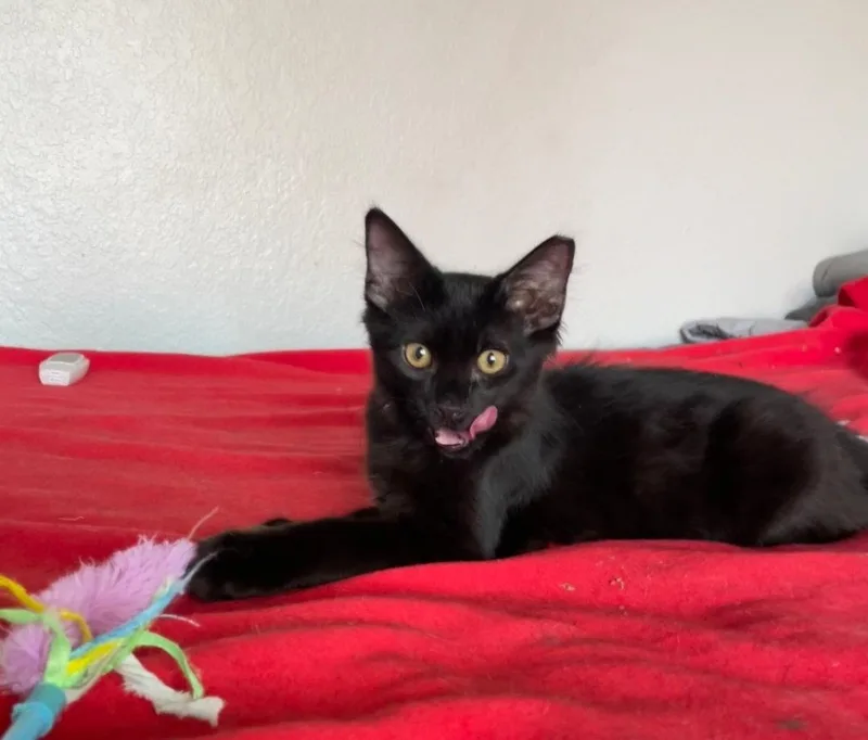 Onyx Kansas Moreno thumbnail 3