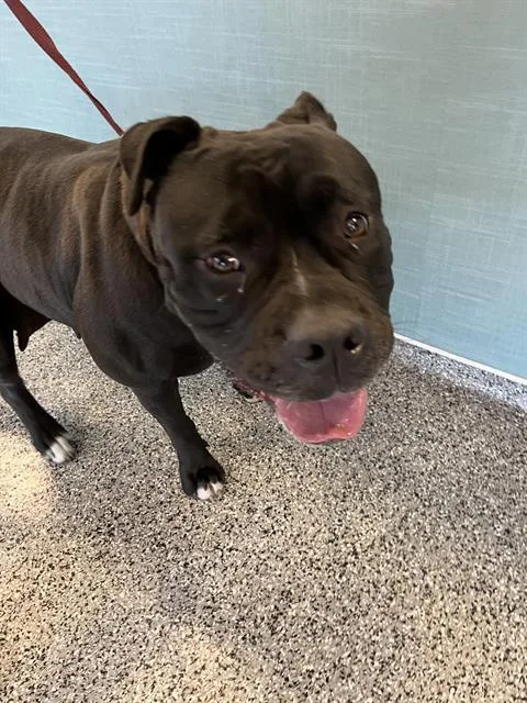 An adult large-sized female Mixed Breed dog named Matilda for adoption in Palmetto, FL