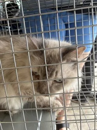 An adult medium-sized female Domestic Medium Hair cat named Hereditary for adoption in Lafayette, IN