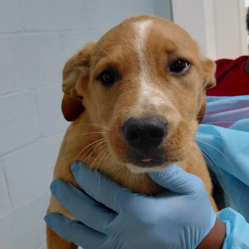 A baby medium-sized male Brown / Chocolate Mixed Breed dog named Bangers for adoption in LOXAHATCHEE, FL
